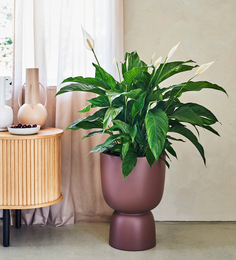 Large Peace Lily